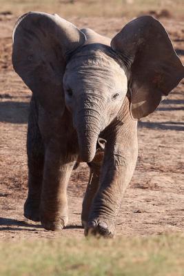 Read Playful Baby Elephant Journal: 150 Page Lined Notebook/Diary -  | PDF