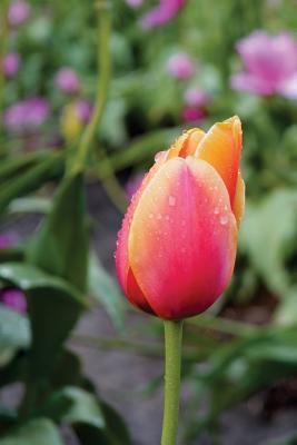 Download Journal: Peach Tulip with Raindrops, 150 Lined Sheets -  | PDF